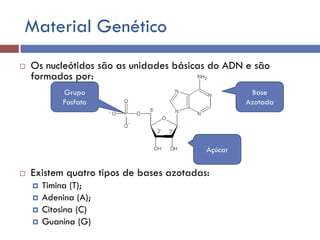 Material Genético
 Os nucleótidos são as unidades básicas do ADN e são
formados por:
 Existem quatro tipos de bases azotadas:
 Timina (T);
 Adenina (A);
 Citosina (C)
 Guanina (G)
Grupo
Fosfato
Açúcar
Base
Azotada
 