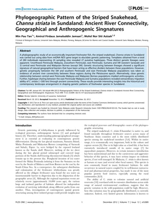 Phylogeographic Pattern of the Striped Snakehead,
Channa striata in Sundaland: Ancient River Connectivity,
Geographical and Anthropogenic Singnatures
Min Pau Tan1
*, Amirul Firdaus Jamaluddin Jamsari1
, Mohd Nor Siti Azizah1,2
1 School of Biological Sciences, Universiti Sains Malaysia, Minden, Penang, Malaysia, 2 Centre for Marine and Coastal Studies, Universiti Sains Malaysia, Minden, Penang,
Malaysia
Abstract
A phylogeographic study of an economically important freshwater fish, the striped snakehead, Channa striata in Sundaland
was carried out using data from mtDNA ND5 gene target to elucidate genetic patterning. Templates obtained from a total
of 280 individuals representing 24 sampling sites revealed 27 putative haplotypes. Three distinct genetic lineages were
apparent; 1)northwest Peninsular Malaysia, 2)southern Peninsular, east Peninsular, Sumatra and SW (western Sarawak) and
3) central west Peninsular and Malaysian Borneo (except SW). Genetic structuring between lineages showed a significant
signature of natural geographical barriers that have been acting as effective dividers between these populations. However,
genetic propinquity between the SW and southern Peninsular and east Peninsular Malaysia populations was taken as
evidence of ancient river connectivity between these regions during the Pleistocene epoch. Alternatively, close genetic
relationship between central west Peninsular Malaysia and Malaysian Borneo populations implied anthropogenic activities.
Further, haplotype sharing between the east Peninsular Malaysia and Sumatra populations revealed extraordinary migration
ability of C. striata (.500 km) through ancient connectivity. These results provide interesting insights into the historical and
contemporary landscape arrangement in shaping genetic patterns of freshwater species in Sundaland.
Citation: Tan MP, Jamsari AFJ, Siti Azizah MN (2012) Phylogeographic Pattern of the Striped Snakehead, Channa striata in Sundaland: Ancient River Connectivity,
Geographical and Anthropogenic Singnatures. PLoS ONE 7(12): e52089. doi:10.1371/journal.pone.0052089
Editor: Nicolas Salamin, University of Lausanne, Switzerland
Received March 29, 2012; Accepted November 13, 2012; Published December 20, 2012
Copyright: ß 2012 Tan et al. This is an open-access article distributed under the terms of the Creative Commons Attribution License, which permits unrestricted
use, distribution, and reproduction in any medium, provided the original author and source are credited.
Funding: This research was funded by Universiti Sains Malaysia under Research University Grant (1001/PBIOLOGI/8150123). The funder had no rule in study
design, data collection and analysis, decision to publish, or preparation of the manuscript.
Competing Interests: The authors have declared that no competing interests exist.
* E-mail: minpau_84@yahoo.com
Introduction
Genetic patterning of ichthyofauna is greatly influenced by
ecological processes, anthropogenic factors [1] and geological
history [2]. Therefore, understanding palaeogeographical arrange-
ment is as essential as evaluating its contemporary genetic
differentiation. During the last glacial maximum, Sumatra Island,
Malay Peninsula and Malaysian Borneo (comprising of Sarawak
and Sabah), Figure 1a, were bridged by the exposed lowland
known as the Sunda shelf. However, melting of the ice sheet
during the late glacial period submerged and covered large
portions of the Sunda shelf leaving disconnected islands [3] which
remain up to the present day. Postglacial invasion of sea water
formed the Malay Peninsula isolating it from the Sumatra on the
west by the Straits of Malacca and from Borneo on the east by the
South China Sea. As a consequence, the subsequent distribution
and colonization of the freshwater ichthyofauna was greatly
affected as the obligate freshwater taxa found the sea water an
insurmountable barrier to dispersion due to the disjunction of the
geographic areas [4]. Although the regional separation events are
relatively recent (approximately 10,000 years ago), the various
large and isolated patches of habitats allowed for independent
evolution of surviving individuals along different paths from one
another. Thus, investigations of contemporary spatial genetic
structuring among these isolated groups could provide insights into
the ecological processes and demographic causes of the phylogeo-
graphic structuring.
The striped snakehead, C. striata (Channidae) is native to, and
found naturally throughout freshwater sources across many of
Southeast Asian countries and is the most widely distributed
species among the snakehead members [5,6]. Within its native
range, it is economically very important, both in the culture and
capture sectors [6]. Due to its high value as a food fish, it has been
extensively introduced outside of its native range [7] for
aquaculture purposes. However, in certain instances introduction
has been unintentional and due to the carnivorous and aggressive
behavior of this species, it may have serious impact on endemic
species, if not well managed. In Malaysia, C. striata is often known
as haruan or ruan (and several other local names). This species is
now commonly found in many freshwater habitats. Its wide
occurrence in natural waters coupled by its well-known nutraceu-
tical and pharmaceutical properties, has made it one of the most
popular protein food sources, especially among the rural
communities [8,9].
The ability of C. striata to colonize natural and artificial
reservoirs [10] correlated with its extensive distribution across wide
range of natural environmental conditions, suggests that the
genetic variation in the wild population could be high. However,
how this variation may be geographically distributed, is currently
unknown. Indeed, very limited genetic information is known to
PLOS ONE | www.plosone.org 1 December 2012 | Volume 7 | Issue 12 | e52089
 
