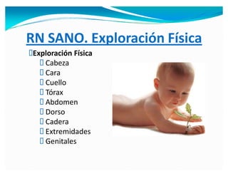 RN SANO. Exploración Física
Exploración Física
Cabeza
Cara
Cuello
Tórax
Abdomen
Dorso
Cadera
Extremidades
Genitales
 