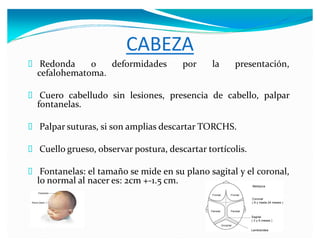 CABEZA
Redonda o deformidades por la presentación,
cefalohematoma.
Cuero cabelludo sin lesiones, presencia de cabello, palpar
fontanelas.
Palpar suturas, si son amplias descartar TORCHS.
Cuello grueso, observar postura, descartar tortícolis.
Fontanelas: el tamaño se mide en su plano sagital y el coronal,
lo normal al nacer es: 2cm +-1.5 cm.
 