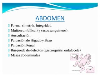 ABDOMEN
Forma, simetría, integridad.
Muñón umbilical (3 vasos sanguíneos).
Auscultación.
Palpación de Hígado y Bazo
Palpación Renal
Búsqueda de defectos (gastroquisis, onfalocele)
Masas abdominales
 