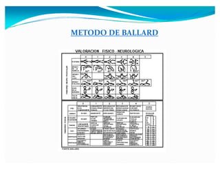 METODO DE BALLARD
 