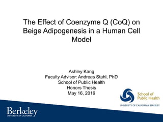 Ashley Kang
Faculty Advisor: Andreas Stahl, PhD
School of Public Health
Honors Thesis
May 16, 2016
The Effect of Coenzyme Q (CoQ) on
Beige Adipogenesis in a Human Cell
Model
 