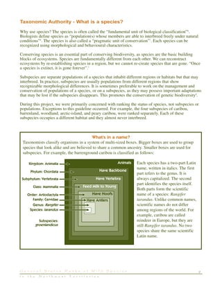 9G e n e r a l S t a t u s R a n k s o f W i l d S p e c i e s
i n t h e N o r t h w e s t T e r r i t o r i e s
Taxonomic Authority - What is a species?
Why use species? The species is often called the “fundamental unit of biological classification”8
.
Biologists define species as “population(s) whose members are able to interbreed freely under natural
conditions”8
. The species is also called a “pragmatic unit of conservation”7
. Each species can be
recognized using morphological and behavioural characteristics.
Conserving species is an essential part of conserving biodiversity, as species are the basic building
blocks of ecosystems. Species are fundamentally different from each other. We can reconstruct
ecosystems by re-establishing species in a region, but we cannot re-create species that are gone. “Once
a species is extinct, it is gone forever”.7
Subspecies are separate populations of a species that inhabit different regions or habitats but that may
interbreed. In practice, subspecies are usually populations from different regions that show
recognizable morphological differences. It is sometimes preferable to work on the management and
conservation of populations of a species, or on a subspecies, as they may possess important adaptations
that may be lost if the subspecies disappears. This promotes the conservation of genetic biodiversity8
.
During this project, we were primarily concerned with ranking the status of species, not subspecies or
populations. Exceptions to this guideline occurred. For example, the four subspecies of caribou,
barrenland, woodland, arctic-island, and peary caribou, were ranked separately. Each of these
subspecies occupies a different habitat and they almost never interbreed.
What’s in a name?
Taxonomists classify organisms in a system of multi-sized boxes. Bigger boxes are used to group
species that look alike and are believed to share a common ancestry. Smaller boxes are used for
subspecies. For example, the barrenground caribou is classified as follows:
Each species has a two-part Latin
name, written in italics. The first
part refers to the genus. It is
always capitalized. The second
part identifies the species itself.
Both parts form the scientific
name of a species: Rangifer
tarandus. Unlike common names,
scientific names do not differ
among regions of the world. For
example, caribou are called
reindeer in Europe, but they are
still Rangifer tarandus. No two
species share the same scientific
Latin name.
 