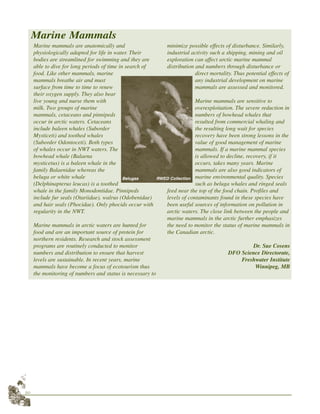 20
Marine mammals are anatomically and
physiologically adapted for life in water. Their
bodies are streamlined for swimming and they are
able to dive for long periods of time in search of
food. Like other mammals, marine
mammals breathe air and must
surface from time to time to renew
their oxygen supply. They also bear
live young and nurse them with
milk. Two groups of marine
mammals, cetaceans and pinnipeds
occur in arctic waters. Cetaceans
include baleen whales (Suborder
Mysticeti) and toothed whales
(Suborder Odontoceti). Both types
of whales occur in NWT waters. The
bowhead whale (Balaena
mysticetus) is a baleen whale in the
family Balaenidae whereas the
beluga or white whale
(Delphinapterus leucas) is a toothed
whale in the family Monodontidae. Pinnipeds
include fur seals (Otariidae), walrus (Odobenidae)
and hair seals (Phocidae). Only phocids occur with
regularity in the NWT.
Marine mammals in arctic waters are hunted for
food and are an important source of protein for
northern residents. Research and stock assessment
programs are routinely conducted to monitor
numbers and distribution to ensure that harvest
levels are sustainable. In recent years, marine
mammals have become a focus of ecotourism thus
the monitoring of numbers and status is necessary to
minimize possible effects of disturbance. Similarly,
industrial activity such a shipping, mining and oil
exploration can affect arctic marine mammal
distribution and numbers through disturbance or
direct mortality. Thus potential effects of
any industrial development on marine
mammals are assessed and monitored.
Marine mammals are sensitive to
overexploitation. The severe reduction in
numbers of bowhead whales that
resulted from commercial whaling and
the resulting long wait for species
recovery have been strong lessons in the
value of good management of marine
mammals. If a marine mammal species
is allowed to decline, recovery, if it
occurs, takes many years. Marine
mammals are also good indicators of
marine environmental quality. Species
such as beluga whales and ringed seals
feed near the top of the food chain. Profiles and
levels of contaminants found in these species have
been useful sources of information on pollution in
arctic waters. The close link between the people and
marine mammals in the arctic further emphasizes
the need to monitor the status of marine mammals in
the Canadian arctic.
Dr. Sue Cosens
DFO Science Directorate,
Freshwater Institute
Winnipeg, MB
Marine Mammals
Belugas RWED Collection
 