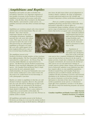 35G e n e r a l S t a t u s R a n k s o f W i l d S p e c i e s
i n t h e N o r t h w e s t T e r r i t o r i e s
Amphibians and reptiles are often overlooked, but
nevertheless represent a very important component of
most healthy ecosystems. In the Northwest Territories
amphibians are present in all ecozones south of the
treeline - from the Slave River Lowland to the Mackenzie
Delta. Reptiles, represented by a single species, are
probably restricted to the Slave River Lowland and Taiga
Plain.
Amphibians are vertebrate animals with a bony internal
skeleton and a well-developed brain. They are cold-
blooded - that is their internal
temperature depends on that of the
surrounding environment. Amphibians
generally have soft, moist skin without
scales. Their eggs do not have shells
and must be laid in the water to keep
them from drying out. Subsequently,
amphibians go through a two-stage
life cycle with a gilled aquatic larval
form (tadpole) followed by a more or
less terrestrial lung-breathing adult.
The amphibians present in the
Northwest Territories include members of three (perhaps
four) different families. The Tree Frog family (Hylidae) is
represented by a single species - the Chorus Frog. The
true frogs family (Ranidae) are represented by two
species - the Wood Frog and the Northern Leopard Frog.
Members of the toad family (Bufonidae) also include two
species - the Canadian Toad and Boreal Toad. A single
species from the mole salamander family
(Ambystomatidae), the Long-toed Salamander, may occur
in the extreme southwestern corner of the territory but
this needs to be verified based on local knowledge, or
with a photograph or specimen.
Reptiles are similar to amphibians in that they are cold-
blooded vertebrate organisms. However, they generally
have dry scaly skin and lay shelled eggs on land or give
live birth. Reptiles are represented in the Northwest
Territories by a single species - the Red-sided Garter
Snake (family Colubridae). There is some evidence to
suggest that a second member of this family, the
wandering garter snake, may also occur here. We have no
endemic turtles or lizards.
All amphibians and reptiles present in the Northwest
Territories are living at or very near the extreme northern
limits of the species range in North America. Although we
don’t know the full extent of their special adaptations to
northern climatic conditions, the range of adaptations
currently understood underscores the scientific and
ecological importance of these northernmost populations.
There are a number of unique features of
amphibian physiology and life history which make them
particularly vulnerable to adverse effects of
environmental change including; tolerance of a relatively
narrow range of temperature and moisture regimes, a life
history that involves an aquatic and a terrestrial phase, a
complex chemically mediated
transformation from larva to
adult and from gill-breathing
to lung-breathing, and a
moist permeable skin which
readily absorbs chemicals
from the environment at both
stages of life.
Populations of
amphibians (in particular)
and reptiles have declined in
many parts of the world and
some species have completely disappeared. Although the
causes of some declines are known to be the result of
human activities, largely due to habitat loss and pollution
of aquatic environments, the reasons for the declines of
other species are not well understood. Changes in
weather patterns (global climate change) and increases in
levels of ultraviolet radiation (ozone depletion) may also
have negative effects on some amphibian populations.
Northern Leopard Frogs and Canadian Toads have
declined in parts of southern Canada, and this fact,
combined with their uncommon occurrence and restricted
distribution in the Northwest Territories provides reason
for concern. At present, we do not have enough
information to determine if there have been declines in
northern populations of any species, or what factors
might affect these populations currently or in the future.
Only effective long-term monitoring programs can answer
these questions.
Mike Fournier
Canadian Amphibian and Reptile Conservation Network
Northwest Territories Co-ordinator
Ecology North
Amphibians and Reptiles
Wood Frog G. Calef
 