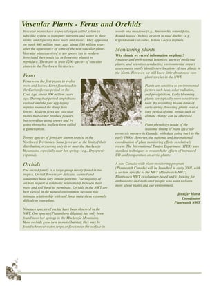 38
Vascular plants have a special organ called xylem (a
tube-like system to transport nutrients and water in their
stems) and typically have roots and leaves. They appeared
on earth 400 million years ago, about 100 million years
after the appearance of some of the non-vascular plants.
Vascular plants evolved to use spores (as in modern
ferns) and then seeds (as in flowering plants) to
reproduce. There are at least 1200 species of vascular
plants in the Northwest Territories.
Ferns
Ferns were the first plants to evolve
roots and leaves. Ferns flourished in
the Carboniferous period or the
Coal Age, about 300 million years
ago. During that period amphibians
evolved and the first egg-laying
reptiles roamed the damp fern
forests. Modern ferns are vascular
plants that do not produce flowers,
but reproduce using spores and by
going through a leafless form called
a gametophyte.
Twenty species of ferns are known to exist in the
Northwest Territories. Some ferns are at the limit of their
distribution, occurring only in or near the Mackenzie
Mountains, especially near hot springs (e.g., Dryopteris
expansa).
Orchids
The orchid family is a large group mostly found in the
tropics. Orchid flowers are delicate, scented and
sometimes have very ornate patterns. The majority of
orchids require a symbiotic relationship between their
roots and soil fungi to germinate. Orchids in the NWT are
best viewed in the natural environment because this
intimate relationship with soil fungi make them extremely
difficult to transplant.
Nineteen species of orchid have been observed in the
NWT. One species (Platanthera dilatata) has only been
found near hot springs in the Mackenzie Mountains.
Most orchids grow best in moist habitat; they may be
found wherever water seeps or flows near the surface in
woods and meadows (e.g., Amerorchis rotundifolia,
Round-leaved Orchis), or even in road ditches (e.g.,
Cypridedium calceolus, Yellow Lady’s slipper).
Monitoring plants
Why should we record information on plants?
Amateur and professional botanists, users of medicinal
plants, and scientists conducting environmental impact
assessments yearly identify new locations of rare plants in
the North. However, we still know little about most rare
plant species in the NWT.
Plants are sensitive to environmental
factors such heat, solar radiation,
and precipitation. Early blooming
plants are typically more sensitive to
heat. By recording bloom dates of
early spring-flowering plants over a
long period of time, trends such as
climate change can be observed.
Plant phenology (study of the
seasonal timing of plant life cycle
events) is not new in Canada, with data going back to the
early 1800s. However, the national and international
coordination of plant monitoring efforts is relatively
recent. The International Tundra Experiment (ITEX) uses
standard techniques to research the effects of increased
CO2 and temperature on arctic plants.
A new Canada-wide plant-monitoring program
(Plantwatch Canada) will be launched in early 2001, with
a section specific to the NWT (Plantwatch NWT).
Plantwatch NWT is volunteer-based and is looking for
enthusiastic and dedicated people who want to learn
more about plants and our environment.
Jennifer Morin
Coordinator
Plantwatch NWT
Vascular Plants - Ferns and Orchids
Fragrant Shield Fern S. Carrière
 