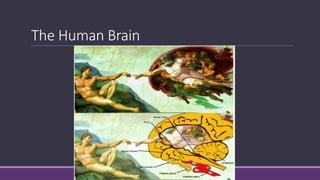 The Human Brain
 