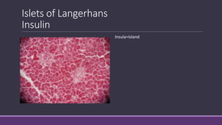 Islets of Langerhans
Insulin
Insula=Island
 