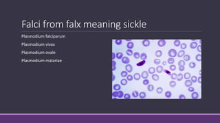 Falci from falx meaning sickle
Plasmodium falciparum
Plasmodium vivax
Plasmodium ovale
Plasmodium malariae
 