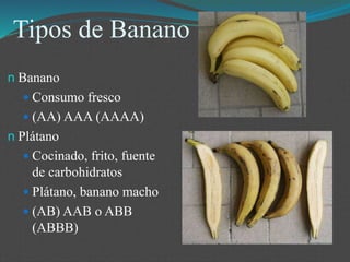 Tipos de Banano
n Banano
 Consumo fresco
 (AA) AAA (AAAA)
n Plátano
 Cocinado, frito, fuente
de carbohidratos
 Plátano, banano macho
 (AB) AAB o ABB
(ABBB)
 
