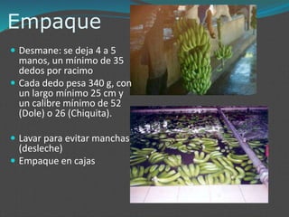 Empaque
 Desmane: se deja 4 a 5
manos, un mínimo de 35
dedos por racimo
 Cada dedo pesa 340 g, con
un largo mínimo 25 cm y
un calibre mínimo de 52
(Dole) o 26 (Chiquita).
 Lavar para evitar manchas
(desleche)
 Empaque en cajas
 