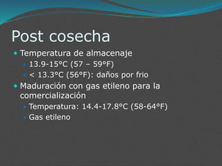 Post cosecha
 Temperatura de almacenaje
 13.9-15°C (57 – 59°F)
 < 13.3°C (56°F): daños por frio
 Maduración con gas etileno para la
comercialización
 Temperatura: 14.4-17.8°C (58-64°F)
 Gas etileno
 