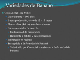 Variedades de Banano
n Gros Michel (Big Mike)
 Líder durante > 100 años
 Buena producción, ciclo de 13 - 15 meses
 Plantas altas (4-8 m), sensible a vientos
 Buenas calidades de cosecha
n Uniformidad de maduración
n Resistente a batidas y descoloraciones
 Embarcado en racimos
 Susceptible a Enfermedad de Panamá
n Substituido por Cavendish – resistente a Enfermedad de
Panamá
 