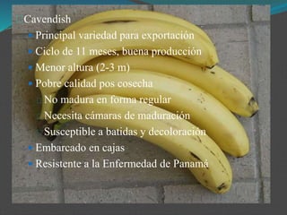 Cavendish
 Principal variedad para exportación
 Ciclo de 11 meses, buena producción
 Menor altura (2-3 m)
 Pobre calidad pos cosecha
No madura en forma regular
Necesita cámaras de maduración
Susceptible a batidas y decoloración
 Embarcado en cajas
 Resistente a la Enfermedad de Panamá
 