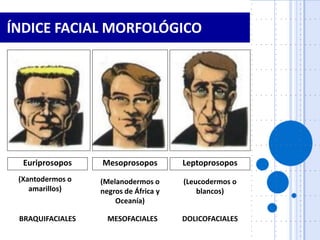 359535643-Diapositivas-Analisis-Facial.pdf