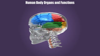 Human Body Organs and Functions
 