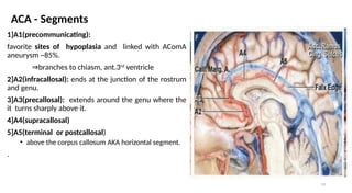 35 Anatomy of Blood Supply of the brain2 final.pptx