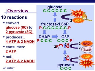 Overview
10 reactions

glucose
C-C-C-C-C-C

2 ATP
2 ADP

convert
fructose-1,6bP
glucose (6C) to
P-C-C-C-C-C-C-P
2 pyruvate (3C)
 produces:
DHAP
G3P
4 ATP & 2 NADH P-C-C-C C-C-C-P
2H
 consumes:
2Pi
2 ATP
 net:
2Pi
2 ATP & 2 NADH


AP Biology

pyruvate
C-C-C

2 NAD+
2
4 ADP
4 ATP

 
