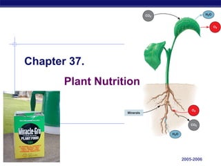 Chapter 37.
             Plant Nutrition




AP Biology                     2005-2006
 