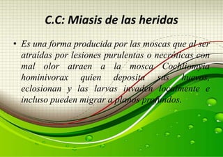 C.C: Miasis de las heridas
• Es una forma producida por las moscas que al ser
atraídas por lesiones purulentas o necróticas con
mal olor atraen a la mosca Cochliomyia
hominivorax quien deposita sus huevos,
eclosionan y las larvas invaden localmente e
incluso pueden migrar a planos profundos.

 