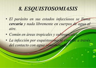 8. ESQUISTOSOMIASIS
• El parásito en sus estados infecciosos se llama
cercaria y nada libremente en cuerpos de agua al
aire.
• Común en áreas tropicales y subtropicales.
• La infección por esquistosoma se contrae a través
del contacto con agua contaminada.

 