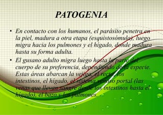 PATOGENIA
• En contacto con los humanos, el parásito penetra en
la piel, madura a otra etapa (esquistosómula), luego
migra hacia los pulmones y el hígado, donde madura
hasta su forma adulta.
• El gusano adulto migra luego hasta la parte del
cuerpo de su preferencia, dependiendo de la especie.
Estas áreas abarcan la vejiga, el recto, los
intestinos, el hígado, el sistema venoso portal (las
venas que llevan sangre desde los intestinos hasta el
hígado), el bazo y los pulmones.

 