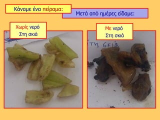 Χωρίς νερό
Στη σκιά
Με νερό
Στη σκιά
Μετά από ημέρες είδαμε:
Κάναμε ένα πείραμα:
 