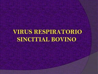 VIRUS RESPIRATORIO
 SINCITIAL BOVINO
 
