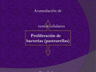 Acumulación de


      restos celulares

  Proliferación de
bacterias (pasteurellas)
 