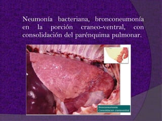 Neumonía bacteriana, bronconeumonía
en la porción craneo-ventral, con
consolidación del parénquima pulmonar.
 