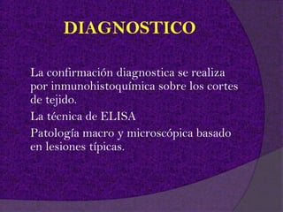 DIAGNOSTICO

La confirmación diagnostica se realiza
por inmunohistoquímica sobre los cortes
de tejido.
La técnica de ELISA
Patología macro y microscópica basado
en lesiones típicas.
 