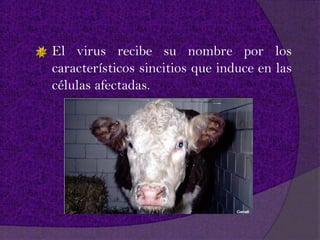 El virus recibe su nombre por los
característicos sincitios que induce en las
células afectadas.
 