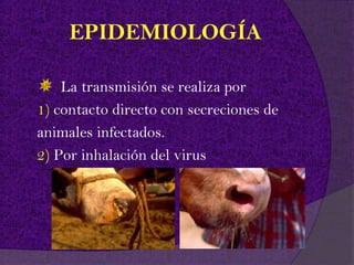 EPIDEMIOLOGÍA

    La transmisión se realiza por
1) contacto directo con secreciones de
animales infectados.
2) Por inhalación del virus
 