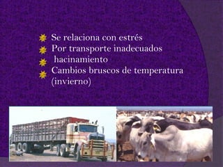 Se relaciona con estrés
Por transporte inadecuados
 hacinamiento
Cambios bruscos de temperatura
(invierno)
 