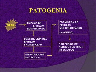PATOGENIA
        REPLICA EN       FORMACION DE
VRSB        EPITELIO     CELULAS
        RESPIRATORIO     MULTINUCLEADAS
                         (SINCITIOS)

       DESTRUCCION DEL
       EPITELIO
       BRONQUIOLAR       POR FUSION DE
                         NEUMOCITOS TIPO II
                         INFECTADOS

       BRONQUIOLITIS
       NECROTICA
 