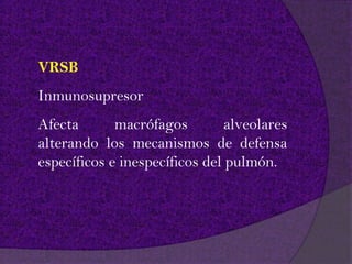 VRSB
Inmunosupresor
Afecta       macrófagos         alveolares
alterando los mecanismos de defensa
específicos e inespecíficos del pulmón.
 