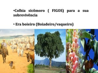 •Colhia sicômoro ( FIGOS) para a sua
sobrevivência
• Era boieiro (Boiadeiro/vaqueiro)
 