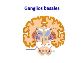 Ganglios basales 
 