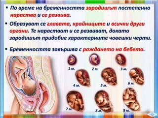  По време на бременността зародишът постепенно
нараства и се развива.
 Образуват се главата, крайниците и всички други
органи. Те нарастват и се развиват, докато
зародишът придобие характерните човешки черти.
 Бременността завършва с раждането на бебето.
1 м. 2 м. 3 м.
4 м. 5 м.
6 м.
7 м. 8 м. 9 м.
 