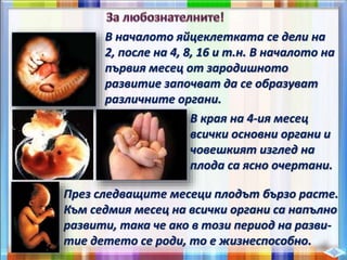 През следващите месеци плодът бързо расте.
Към седмия месец на всички органи са напълно
развити, така че ако в този период на разви-
тие детето се роди, то е жизнеспособно.
В началото яйцеклетката се дели на
2, после на 4, 8, 16 и т.н. В началото на
първия месец от зародишното
развитие започват да се образуват
различните органи.
В края на 4-ия месец
всички основни органи и
човешкият изглед на
плода са ясно очертани.
 
