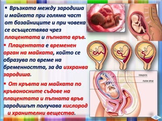  Връзката между зародиша
и майката при голяма част
от бозайниците и при човека
се осъществява чрез
плацентата и пъпната връв.
 Плацентата е временен
орган на майката, който се
образува по време на
бременността, за да изхранва
зародиша.
 От кръвта на майката по
кръвоносните съдове на
плацентата и пъпната връв
зародишът получава кислород
и хранителни вещества.
 
