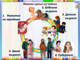 план
1. Развитие
на зародиша
2. Бебешка
възраст
3. Детска
възраст
4. Пубертет
5. Зряла
възраст
 