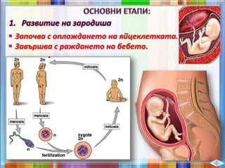  Започва с оплождането на яйцеклетката.
 Завършва с раждането на бебето.
 