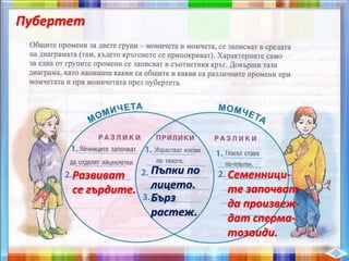 Пубертет
Развиват
се гърдите.
Пъпки по
лицето.
Бърз
растеж.
Семенници-
те започват
да произвеж-
дат сперма-
тозоиди.
 