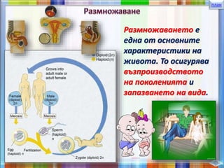 план
Размножаването е
една от основните
характеристики на
живота. То осигурява
възпроизводството
на поколенията и
запазването на вида.
 