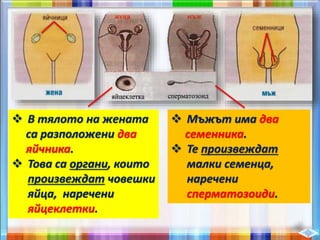  В тялото на жената
са разположени два
яйчника.
 Това са органи, които
произвеждат човешки
яйца, наречени
яйцеклетки.
 Мъжът има два
семенника.
 Те произвеждат
малки семенца,
наречени
сперматозоиди.
 