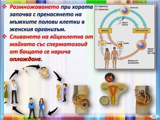  Размножаването при хората
започва с пренасянето на
мъжките полови клетки в
женския организъм.
 Сливането на яйцеклетка от
майката със сперматозоид
от бащата се нарича
.
 