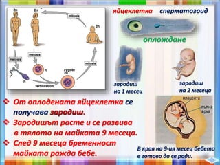 В края на 9-ия месец бебето
е готово да се роди.
яйцеклетка сперматозоид
оплождане
зародиш
на 1 месец
зародиш
на 2 месеца
 От оплодената яйцеклетка се
получава .
 Зародишът расте и се развива
в тялото на майката 9 месеца.
 След 9 месеца бременност
майката ражда бебе.
 