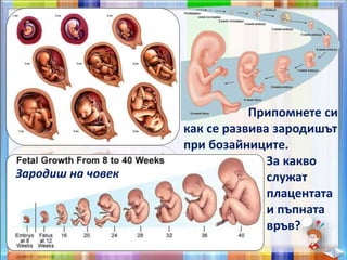 Зародиш на човек
Припомнете си
как се развива зародишът
при бозайниците.
За какво
служат
плацентата
и пъпната
връв?
 